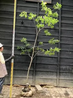 900 山採り　ツノハシバミ 900 山採り ツノハシバミ - メルカリ