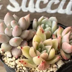 なーちゃん様 リクエスト 3点 まとめ商品