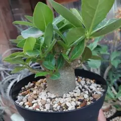 アデニウム モンスター 5号角鉢観葉植物 インテリアグリーン 室内園芸