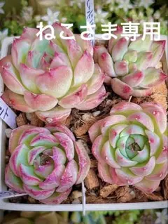 2026年最新】多肉 ピンククリスタルローズの人気アイテム - メルカリ