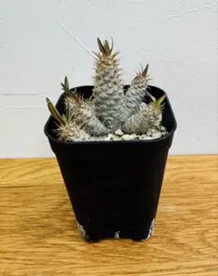 ウラオニ様 リクエスト 2点 まとめ商品