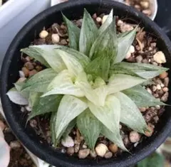 多肉植物 旧氷砂糖 錦 2苗抜き苗 - メルカリ