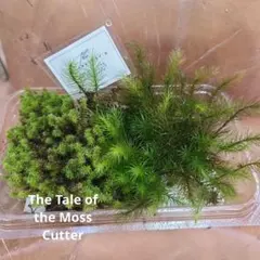 ボブ様 リクエスト 2点 まとめ商品