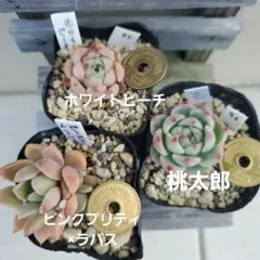 あきにゃん様 リクエスト 4点 まとめ商品