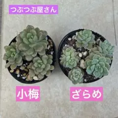 らむね様 リクエスト 2点 まとめ商品