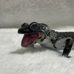 生き物大図鑑 アドバンス レオパードゲッコー レオパ ブラックナイト ガチャ