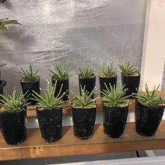 2026年最新】アガベ アルボピロサの人気アイテム - メルカリ