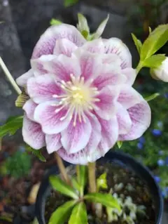 2026年最新】ソレイユ クリスマスローズの人気アイテム - メルカリ