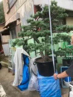 五葉松『全長㌢』引き取り限定・近畿地方のみ配達も可能。No.1 - メルカリ