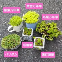 多肉植物 セダム 6種セット 全部 抜き苗 詰め合わせ メルカリ便のサムネイル