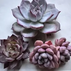 2025年最新】多肉植物 エケベリア セットの人気アイテム - メルカリ