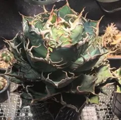 SEI　白鯨　親株 2025年最新】アガベ 白鯨 親株の人気アイテム - メルカリ