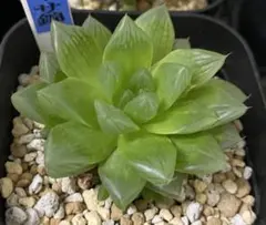 S*t様 ハオルチア　オブツーサ