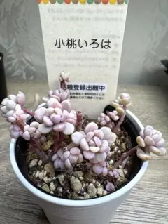 2026年最新】古都の葉の人気アイテム - メルカリ