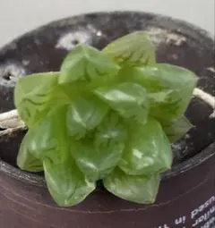 く*ょ様 ハオルチア　オブツーサ錦