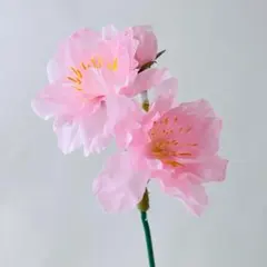 あおい桜　＊ライトピンク　東京堂MAGIQ