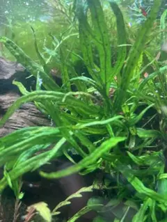 2025年最新】ミクロソリウムトライデントの人気アイテム - メルカリ