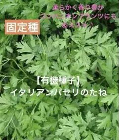 イタリアンパセリ 100g以上 農薬不使用 ペットのおやつ キアゲハのエサ 