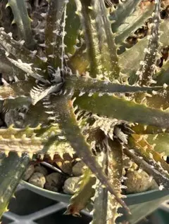 Dyckia 'Aphrodite' ディッキア Amazonico Hyb - メルカリ