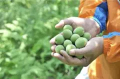 新鮮な青梅 収穫したて 梅酒・梅シロップ用　南高梅2㎏ 和歌山県産のサムネイル