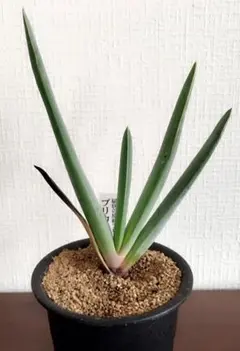 アロエ・ピランシー Aloe p （100粒） 2026年3月20号入荷の種子 種子20粒」アロエ ピランシー - メルカリ