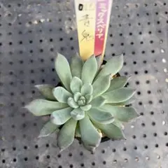 シムランスアセンションxリンゼアナ【おらいさん・青札】 シムランスアセンションxリンゼアナ【おらいさん・青札】