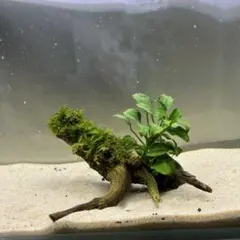 第四種郵便】南米ウィローモス活着流木 17cm - メルカリ