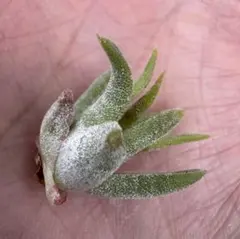 Tillandsia 'Icy Elf' - メルカリ