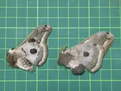 2025年最新】クジャクヤママユ 標本の人気アイテム - メルカリ