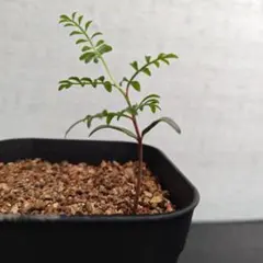 ぷりん様 リクエスト 4点 まとめ商品