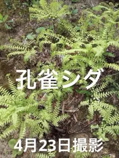 Hana様 リクエスト 2点 まとめ商品