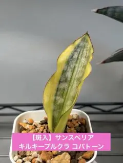 美株　希少　サンスベリアビューティークイーン　大株　レア　鉢ごと　メルカリ便① 美株 希少 サンスベリアビューティークイーン レア 鉢ごと 第四種郵便