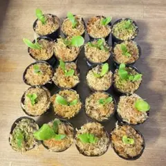 hhito様 リクエスト 2点 まとめ商品