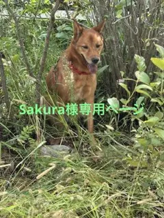 Sakura様専用ページ