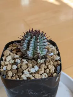 2026年最新】宇田ゼブラホリダの人気アイテム - メルカリ