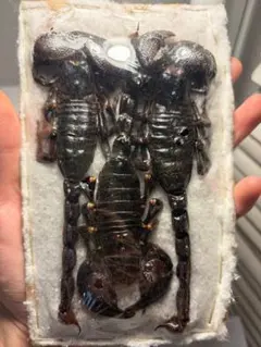 ギネス級・超特大個体！】全長約23cmの超特大サソリ 標本 カワリハカリ