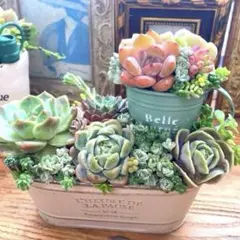 2026年最新】多肉植物寄せ植え そのまま飾れるの人気アイテム - メルカリ