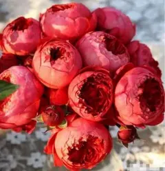 バラ苗 四季咲き　育てやすい挿し木苗　レア　海外種　入手困難