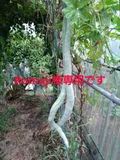 Romaji様専用です。