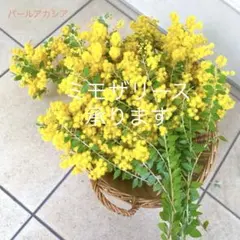 2026年最新】パールアカシアの人気アイテム - メルカリ