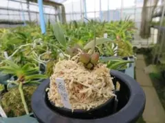 あおっち様 リクエスト 2点 まとめ商品