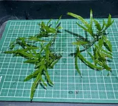 ケニ様 リクエスト 2点 まとめ商品