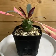 2025年最新】パキポディオイデスの人気アイテム - メルカリ