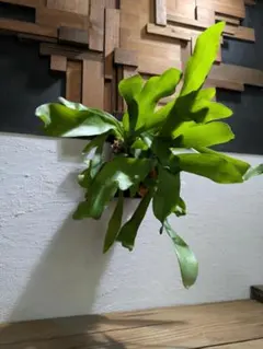 さっつん様 リクエスト 2点 まとめ商品