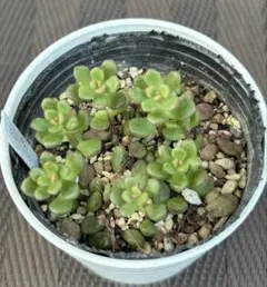 2026年最新】寄せ植え植物の人気アイテム - メルカリ