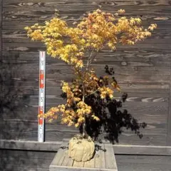 迫力がある一点もの ⭐️ 赤鴫立沢モミジ ⭐️ 葉色の変化を楽しむ