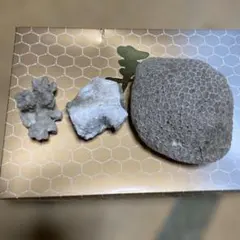 天然珊瑚 置き物 江ノ島 サンゴ 珊瑚 お土産 - メルカリ