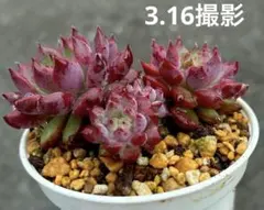 む*除様 コロラータ アテマハック×セトーサ デミヌタ 群生 抜き苗