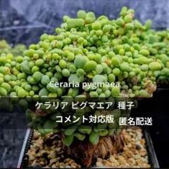2026年最新】ケラリアピグマエア 雌株の人気アイテム - メルカリ