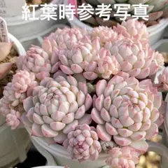 71 クランベリー　多肉植物　多肉弁当　詰め合わせ　寄せ植え　セット　カット苗